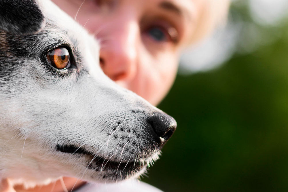 Why Is My Dogs Nose Dry and Should I Be Worried? – Pikes Pouches