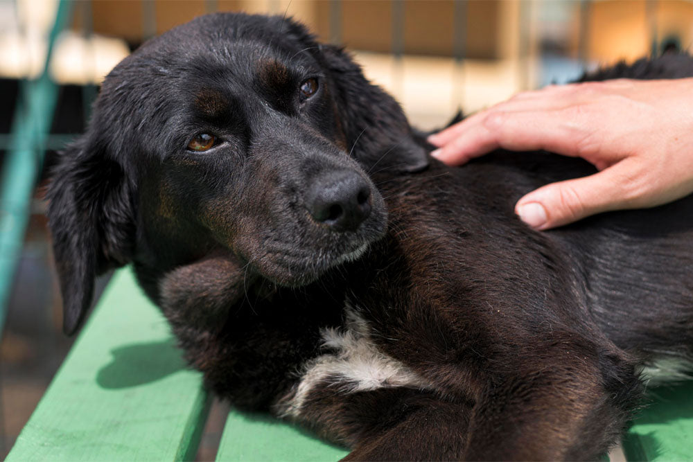 How To Treat a Dog's Skin Allergies? – Pikes Pouches