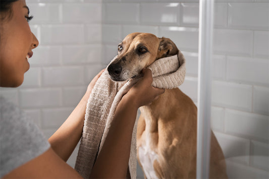 Can I Use Human Shampoo on My Dog