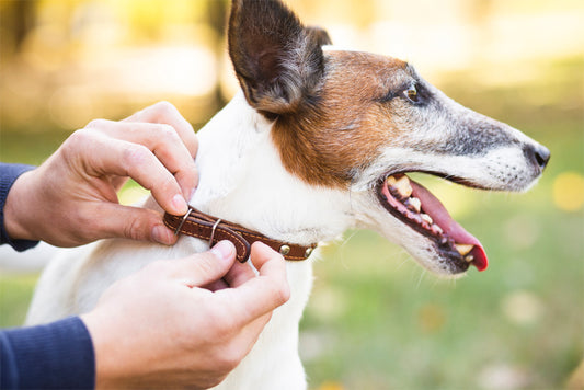 Can You Use Aloe Vera on Dogs?