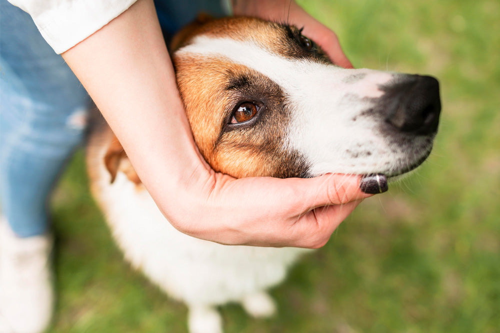 How to Apply Coconut Oil to Dogs Skin