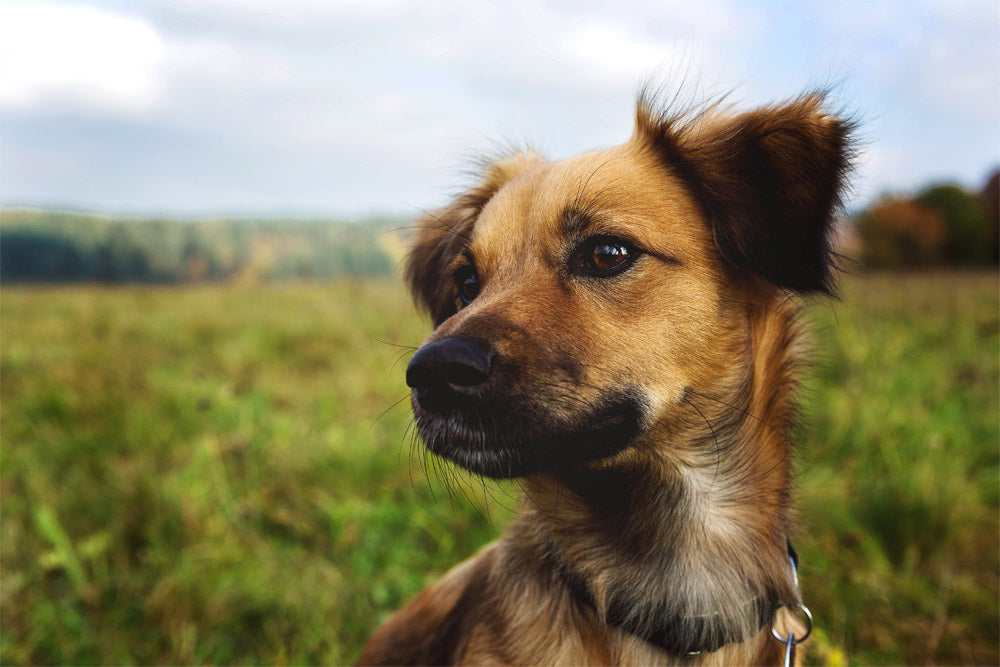 castor oil for dogs