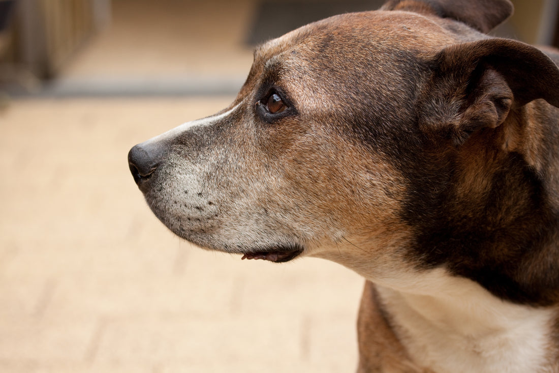 Can You Use Sudocrem on Dogs? 