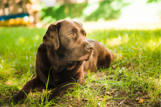 The Ultimate Guide to Banishing Doggy Dandruff