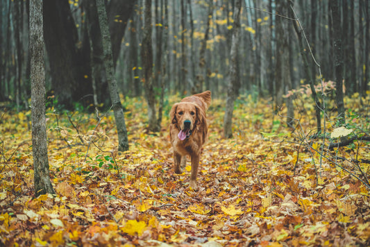 Benefits of hemp oil for dogs
