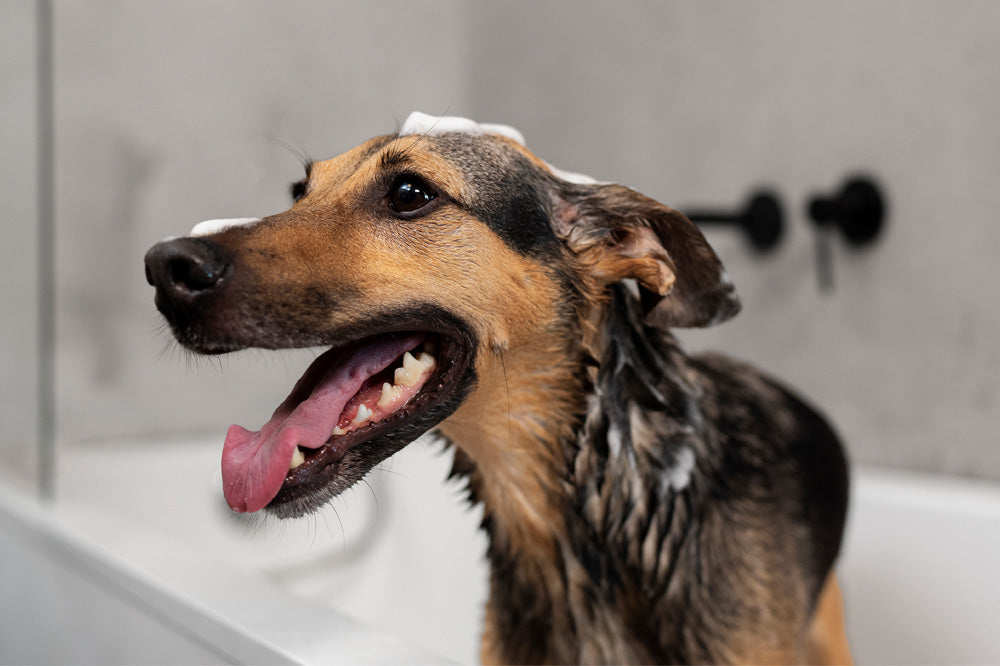 dog tea tree shampoo