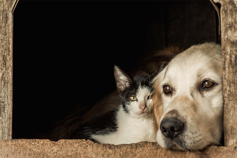 Are Cat and Dog Fleas the Same?