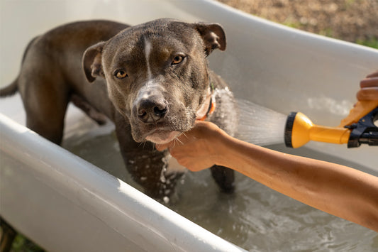 Hypoallergenic Dog Shampoo: What Is It and What Does It Do?