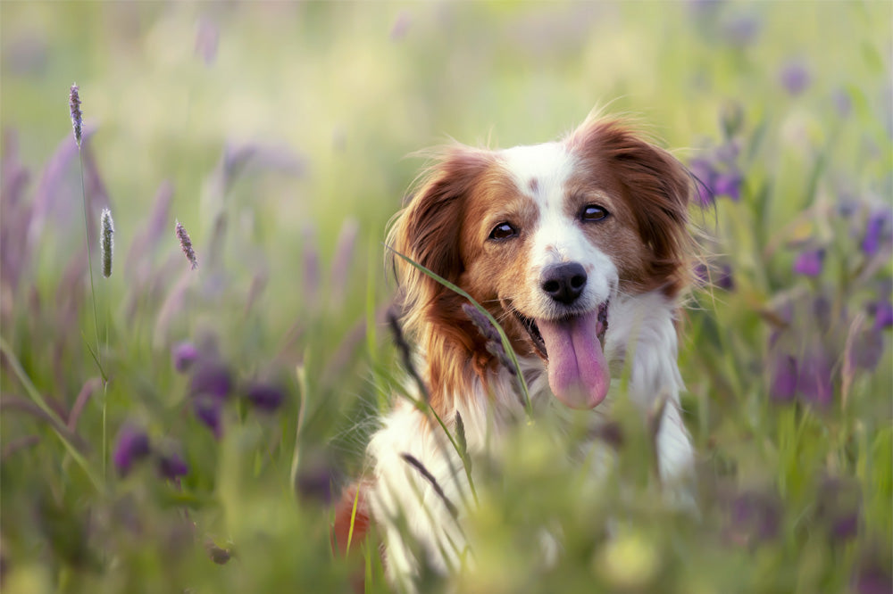 do dogs like lavender?