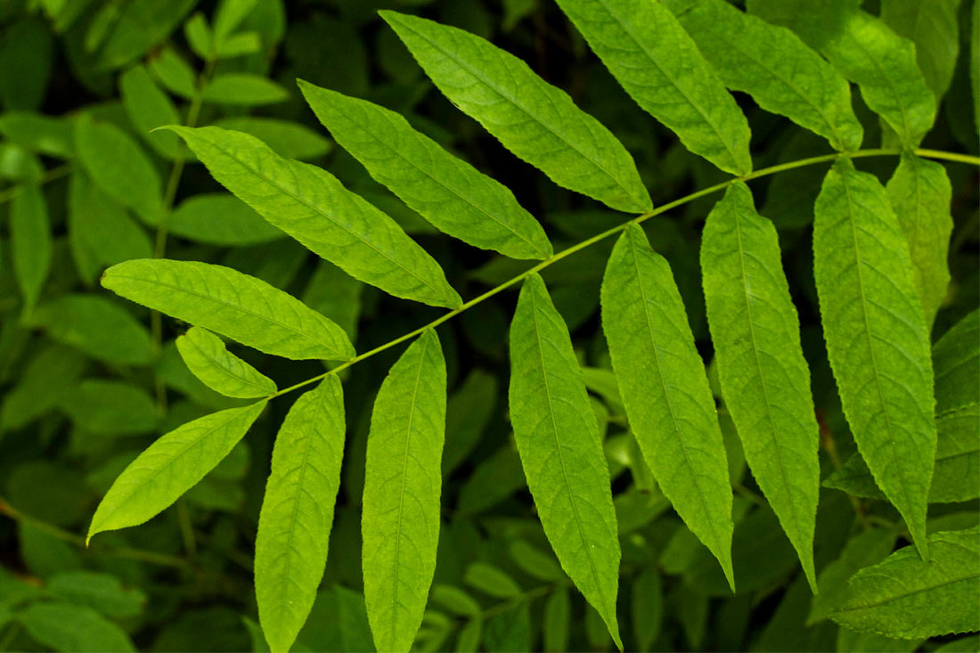 Neem oil for dogs benefits