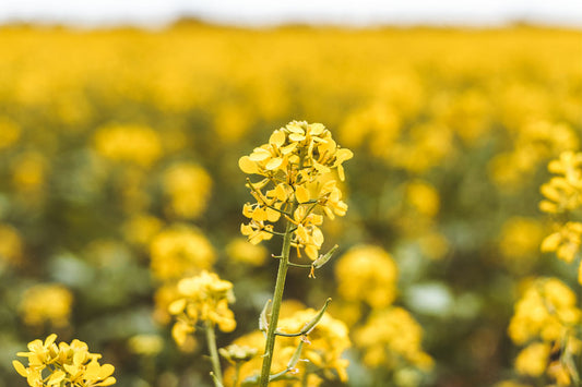 Is Glycerin Good for Skin? Benefits and Best Practices