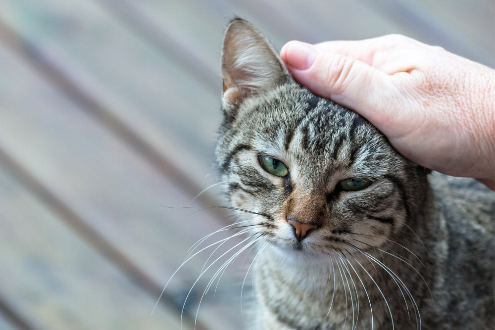 How Can I Soothe My Cats Itchy Skin
