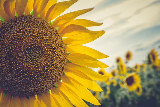 Vitamin E Oil Benefits