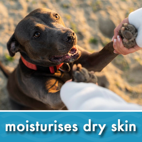 Can You Safely Use Sudocrem on Dogs? Exploring the Pros & Cons Pikes